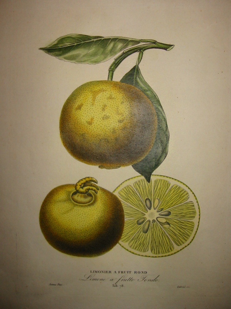 Poiteau Pierre Antoine (1766-1854) Limonier a fruit rond - Limone a frutto tondo 1818-1820 Parigi 